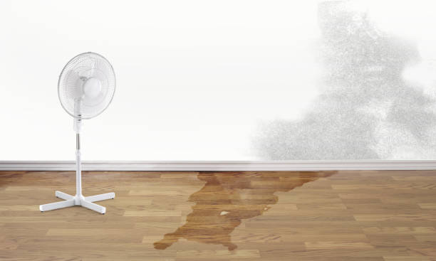 Best Water damage cleanup near me  in Pine Grove Mills, PA